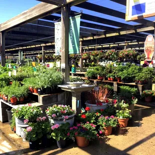 A Great Variety of Plants