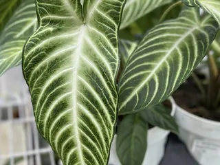 Larry's Nursery
