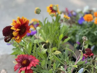 The Flower Farm
