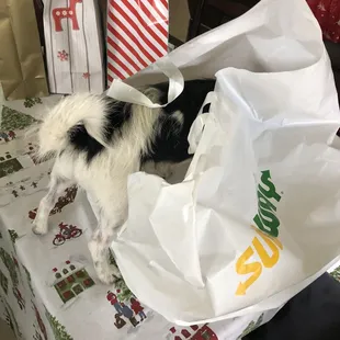 a black and white dog in a bag on a table