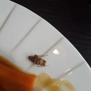roach in food