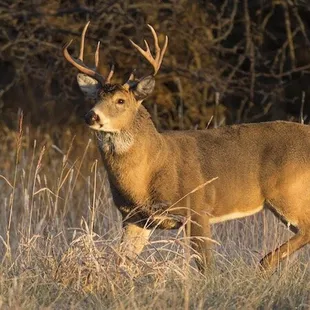a deer in a field