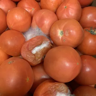MOLDY TOMATOES EMPLOYEE SHOWED ME