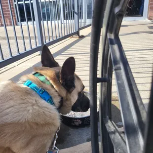 They have bowls for dogs on the patio.