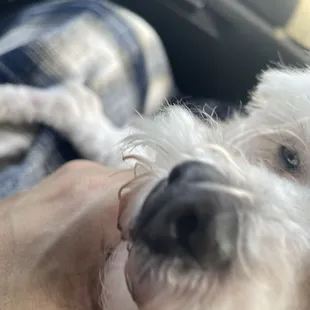 Uneven fur everywhere