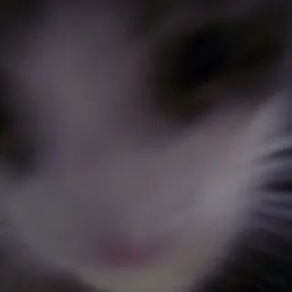 T L.