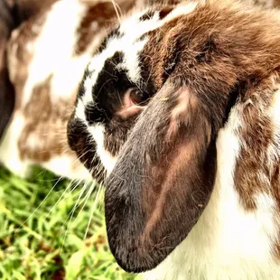 wo brown and white rabbits