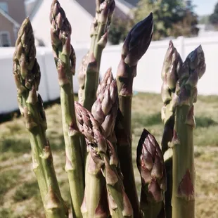 Fresh Asparagus from Stew's Garden $2.50/lb