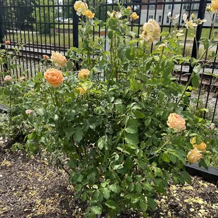 Roses
