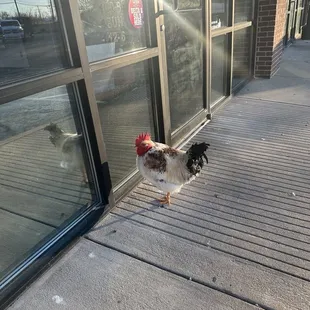 A chicken I found outside