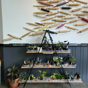 Wall of plants for sale