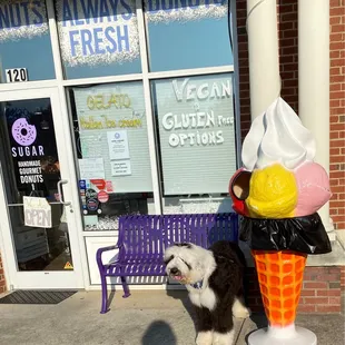 Doggie waiting patiently for his treat!
