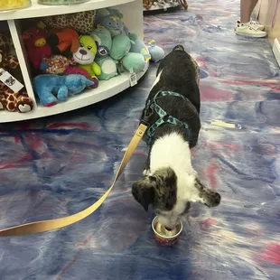 Gravy with his pup cup!