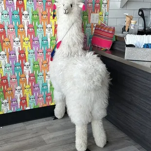 a white llama standing in front of a colorful wallpaper