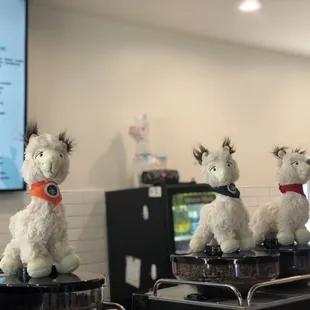 Llamas!