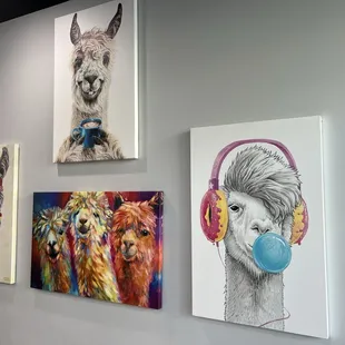 Sugar Llamas
