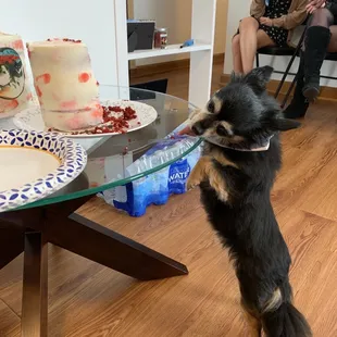 One of the stars trying to eat the cake