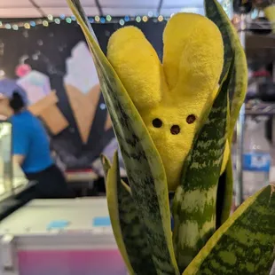 a snake plant in a pot