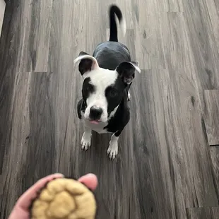 Pupcake