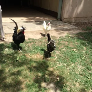 Chickens came out to greet us.