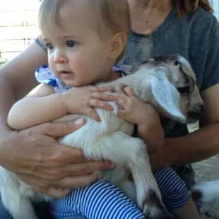 Baby goats at Best Ranch
