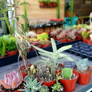 Sugar's Succulents