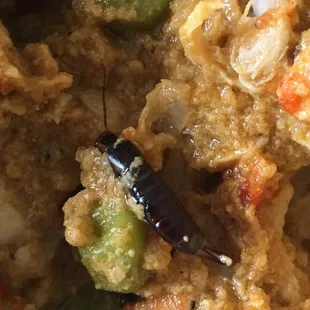 A pincher bug in my sealed frozen bag of chicken curry purchased at Costco!! Organic?!?! My *%$!