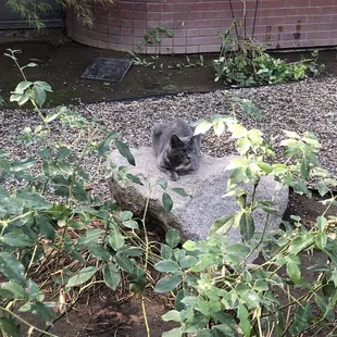 They have a lot of cats