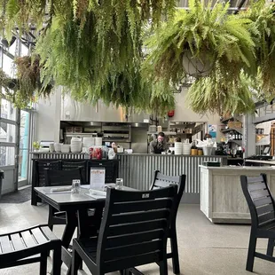 Eating amidst the ferns