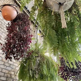 They had lots of hanging plants and it was a nice place to eat.