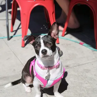 SUMAC loves it when you bring your fur baby to our pet-friendly, outdoor dining patio.  FUN FOR THE WHOLE FAMILY!