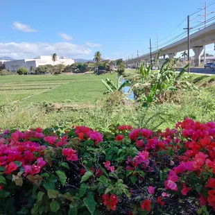 Beautiful day. Love the little grass shack!