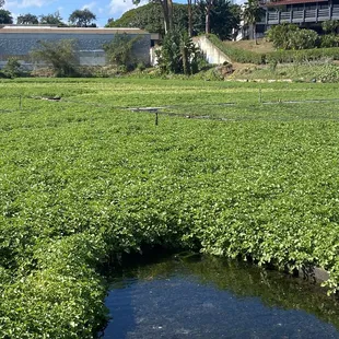 One of their dozens of pure spring watering holes that water the fields of watercress!