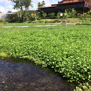 Fueled by natural spring water and full sun all day