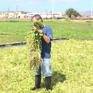 Harvesting watercress