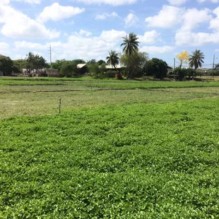 Watercress grows in...water! No soil needed.