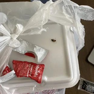 a bug crawling on a plastic container