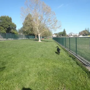Not too wide so careful to throw your pooch's ball straight.  Otherwise you'll be hopping the fence to get it.