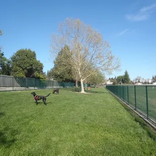 Back of large dog area.