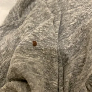 Just found these bed bugs not only crawling on my Mother&apos;s pillow but also on my clothes after moving hotels in the middle of the night.