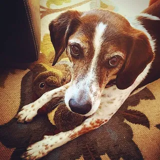 Baxter R.