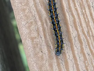 The Kansas City Academy