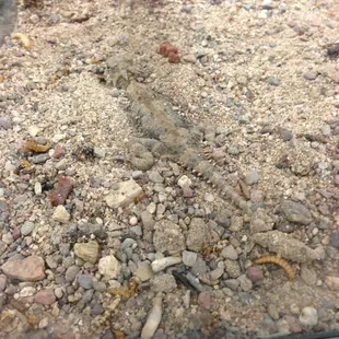 Catalina state park brought reptiles for display
