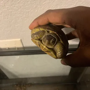Say hi to Donatello