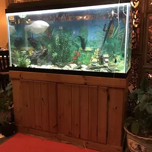 Beautiful Aquarium!