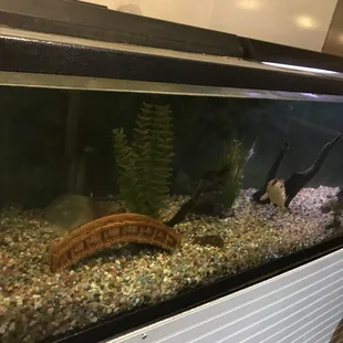 Aquarium....