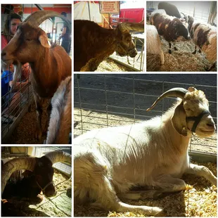 Petting zoo.
