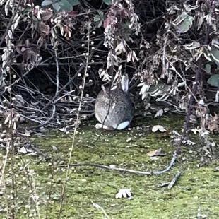 Bunny trying to be invisible