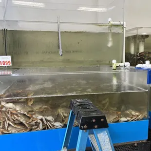 a large tank of shrimp