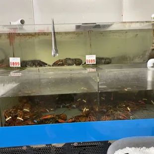 a row of lobsters